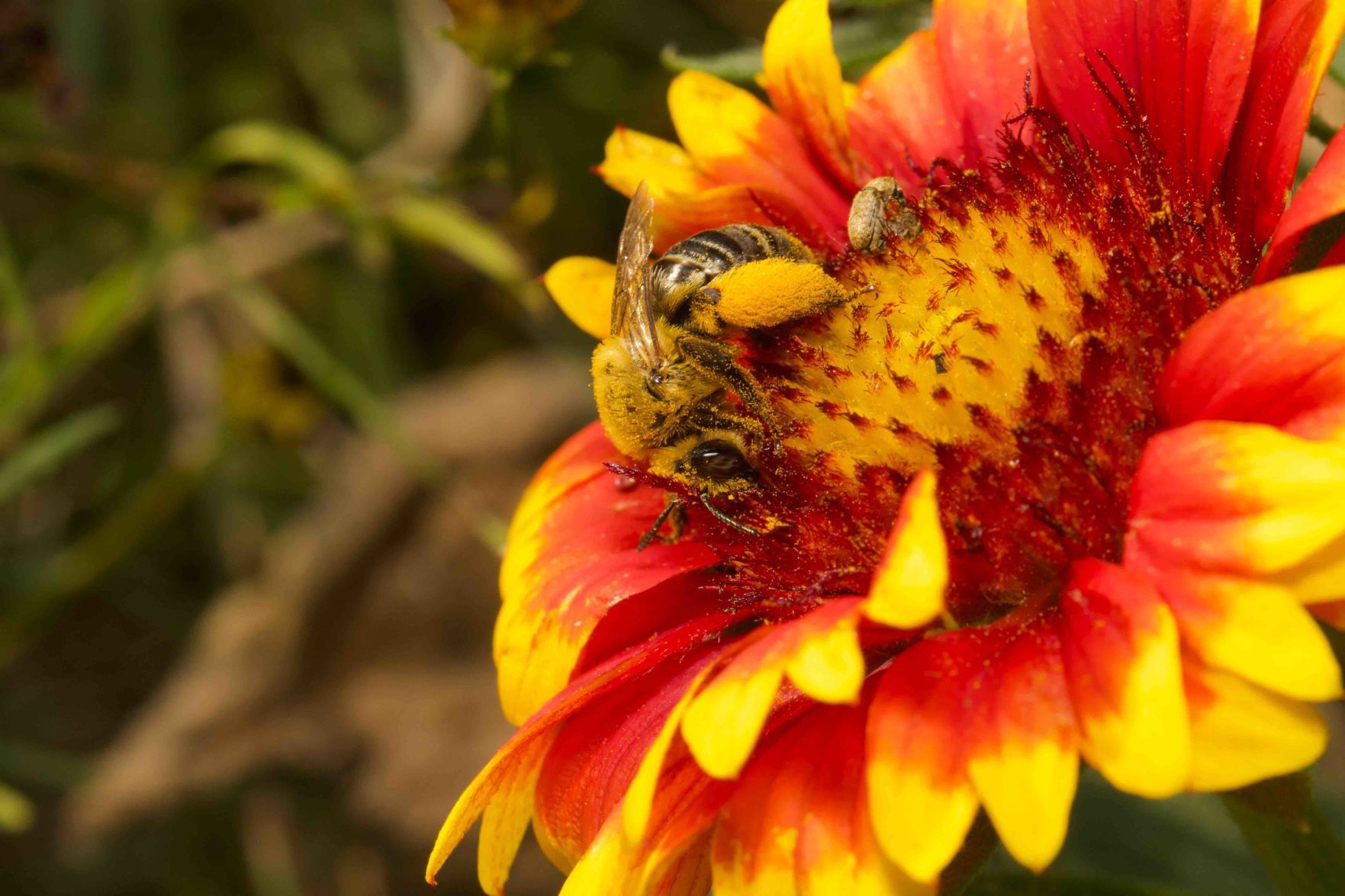 Bee